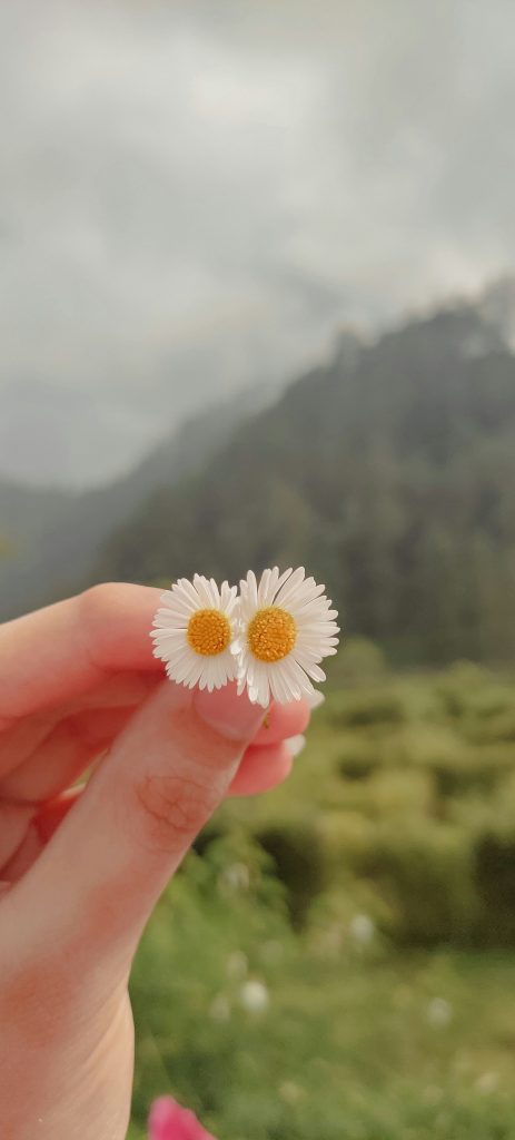 a hand holding a flower