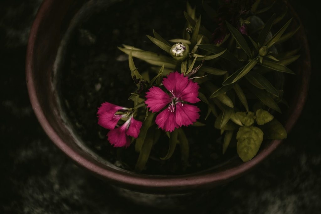 a close up of a pink flower in a pot
